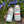 Lagerish