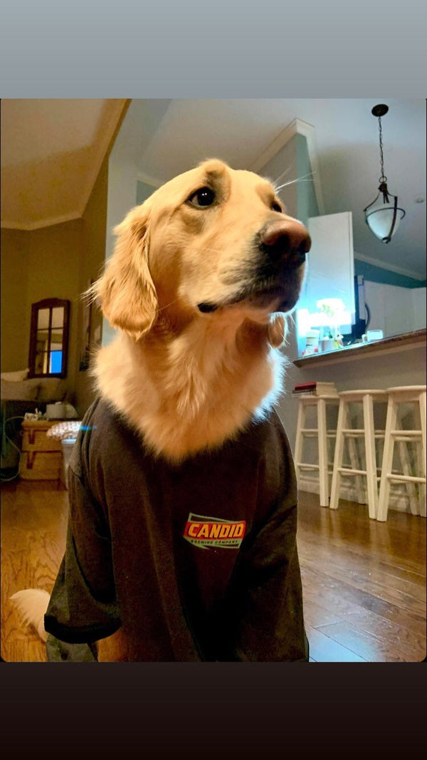 A golden retriever dog wearing the Candid Ringer tshirt. 